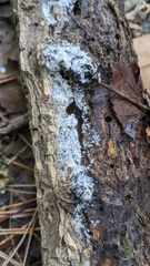 Costantinella