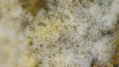 Costantinella