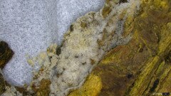 Costantinella