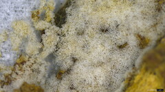Costantinella