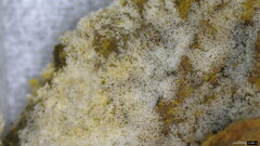 Costantinella
