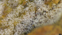 Costantinella