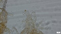 Costantinella
