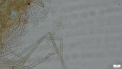 Costantinella