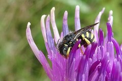Pseudoanthidium nanum