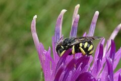 Pseudoanthidium nanum
