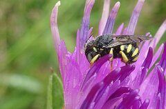 Pseudoanthidium nanum