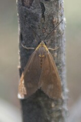 Dysauxes famula