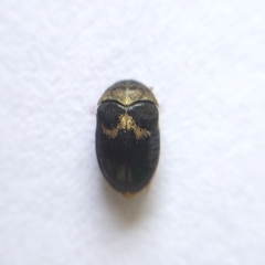Attagenus fasciatus