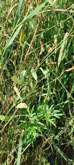 Lathyrus tuberosus