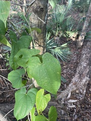 Dioscorea bulbifera