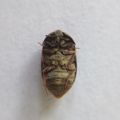 Attagenus fasciatus
