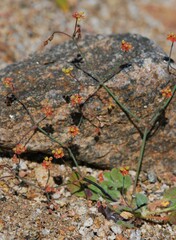 Eriogonum pusillum