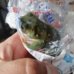 Agalychnis dacnicolor