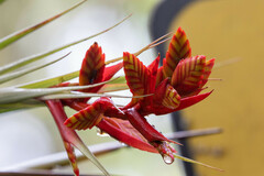 Tillandsia