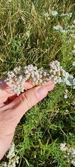 Achillea