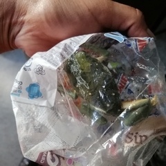 Agalychnis dacnicolor