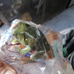 Agalychnis dacnicolor