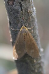 Dysauxes famula