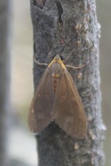 Dysauxes famula