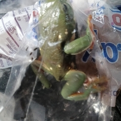 Agalychnis dacnicolor