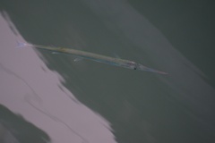 Tylosurus crocodilus