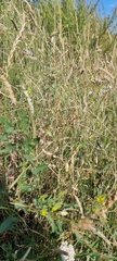 Lathyrus tuberosus