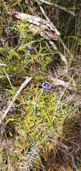 Thelymitra pulchella