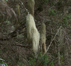 Usnea articulata