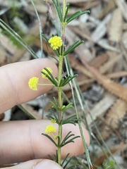 Acacia baueri baueri