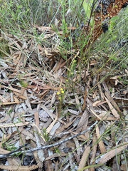 Acacia baueri baueri