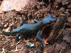 Taricha rivularis