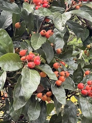 Crataegus crus-galli
