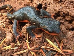 Taricha rivularis