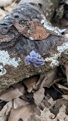 Punctularia atropurpurascens