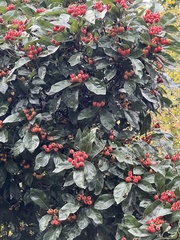 Crataegus crus-galli
