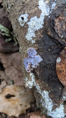 Punctularia atropurpurascens