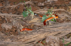 Oxyrhopus melanogenys