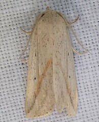 Amolita obliqua