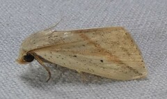 Amolita obliqua