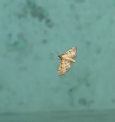 Diacme elealis