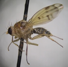 Lauxanioidea