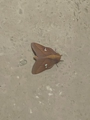 Anisota oslari