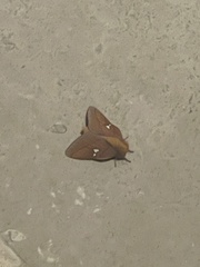 Anisota oslari