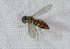 Toxomerus floralis