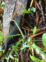 Taricha rivularis