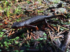 Taricha rivularis