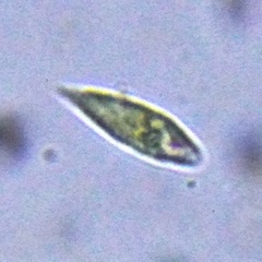 Euglenozoa