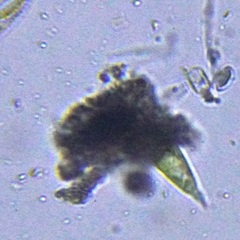Euglenozoa
