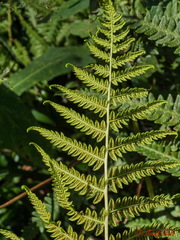 Oreopteris limbosperma